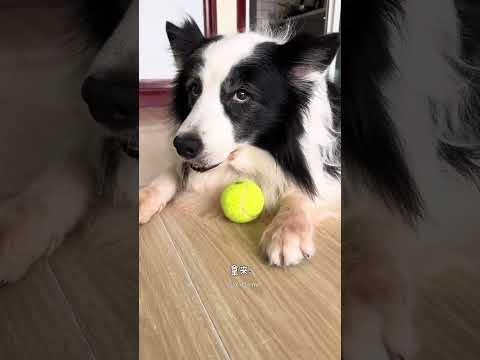 养边牧就没有不疯的 #边牧 #狗是狗边牧是边牧 #家有狗精 #铲屎官和他的主人