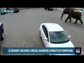 Elephant escapes circus, wanders streets of Montana  - 00:58 min - News - Video