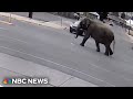 Elephant escapes circus, wanders streets of Montana