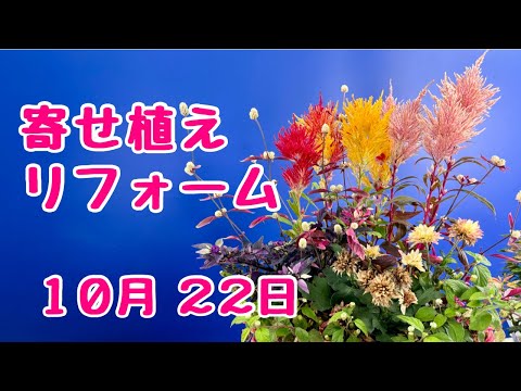 #ケイトウ  #とうがらし #ガーデンシクラメン ドラゴン #寄せ植え #プランツギャザリング 2025年10月22日
