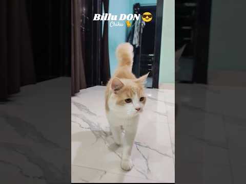 CAT VIDEO 😺 I KITTEN I BILLU DON I CAT WALK #shorts #ytshorts #cat #cutecat  #kitten #love #mafia