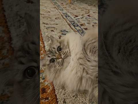 Be careful, lady!!#cat #funnycats #shorts #viralvideo #funny #hilariously @LittleLove666