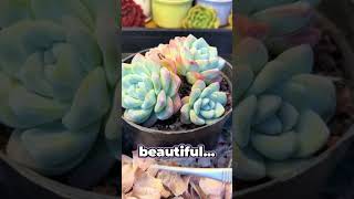 Watch This Anime Girl Watching Paint Dry 🖌️