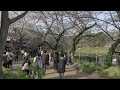 LIVE: Tokyos cherry blossoms in full bloom | REUTERS  - 00:00 min - News - Video