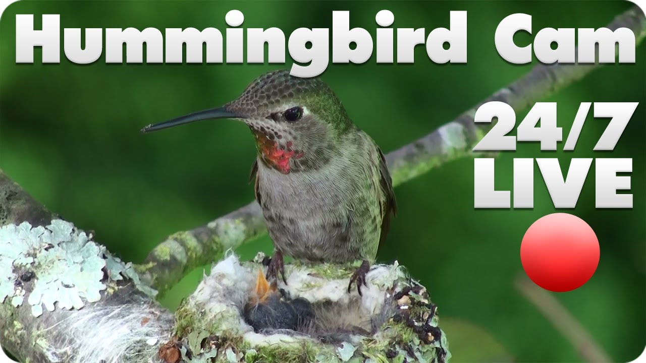 Hummingbird Live Cam 1 - YouTube