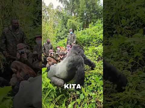 menegangkan sekelompok orang ini di datangi gorilla besar sampe terdiam!#short#shorts#feed#shortfeed