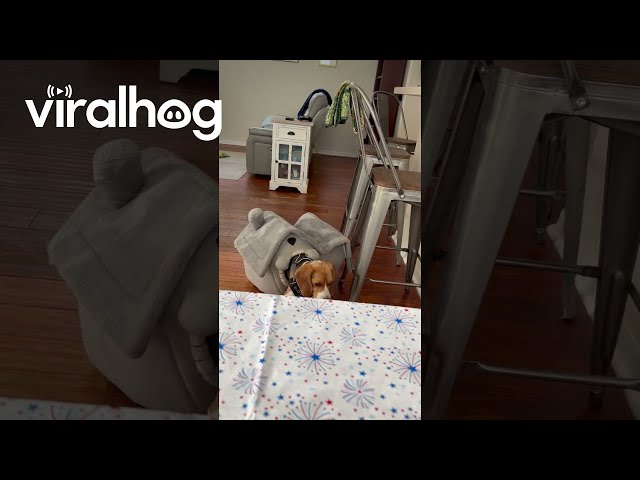 Beagle Gets Stuck In The Doghouse || ViralHog