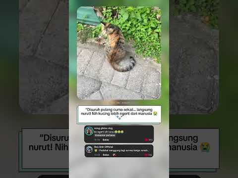 “Kucing paling nurut! Disuruh pulang langsung ngerti 😭🐾”