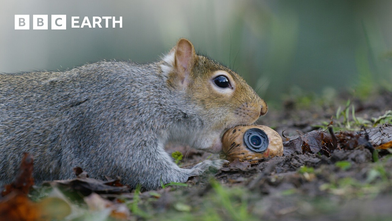 Sneaky Squirrels Steal Acorns | Spy In The Wild | 4K UHD | BBC Earth