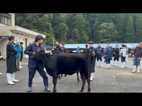 子牛の品評会でチャンピオンを取りました