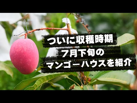 マンゴー収穫7月後半