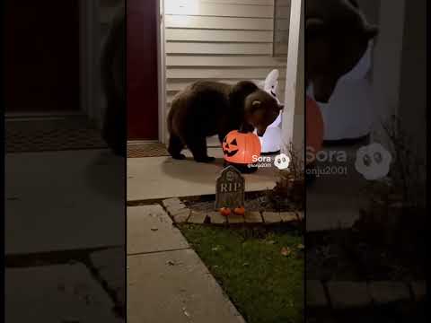 #熊怖すぎる🐻#戦え