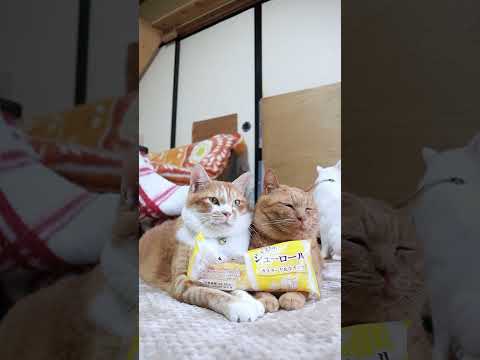 ふんわりシューロール カスタード&ホイップ  251028 #のせ猫  #cat  #cute #ねこ  #ネコ  #猫のいる暮らし  #cutecat #猫