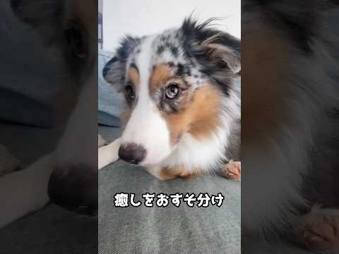 目の保養#オーストラリアンシェパード#犬#中型犬#犬のいる暮らし #かわいい#癒し#dog #aussie #australianshepherd