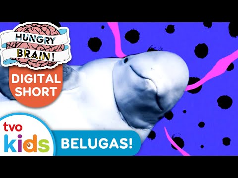 HUNGRY BRAIN 🧠 4 Facts About BELUGA WHALES 🐋🐳 TVOkids Digital Short