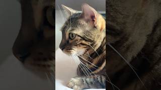 真剣な猫の目【ベンガル猫】