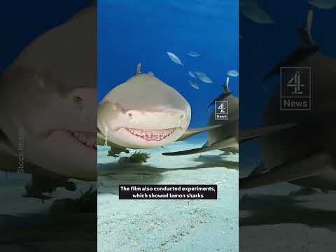 Are these Florida sharks addicted to cocaine?
