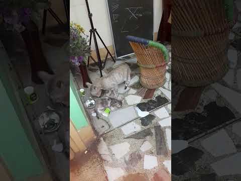 The kittens mission milk attack accomplished! #catshorts #funnyanimals #cutekitty #catlovers #cats