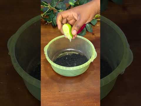 Nunca más compres productos de limpieza después de ver esto #casero #economía