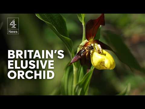 The secret society trying to bring elusive orchid back from extinction