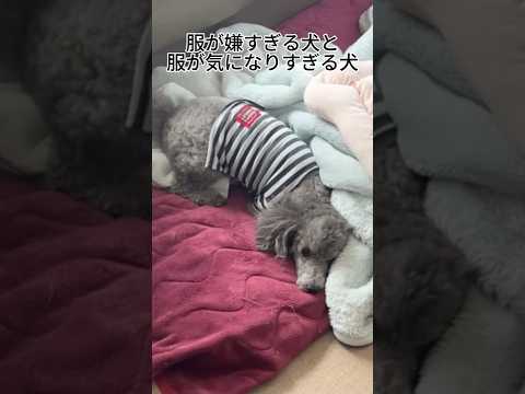 【犬の日常】服が嫌すぎる犬と服が気になりすぎる犬 #トイプードル #犬 #かわいい #癒し #見て #犬のいる生活 #多頭飼育