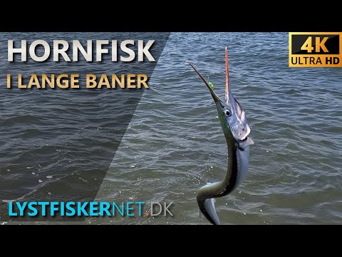 Fisketur den 2023-05-12 - Hornfisk i lange baner.