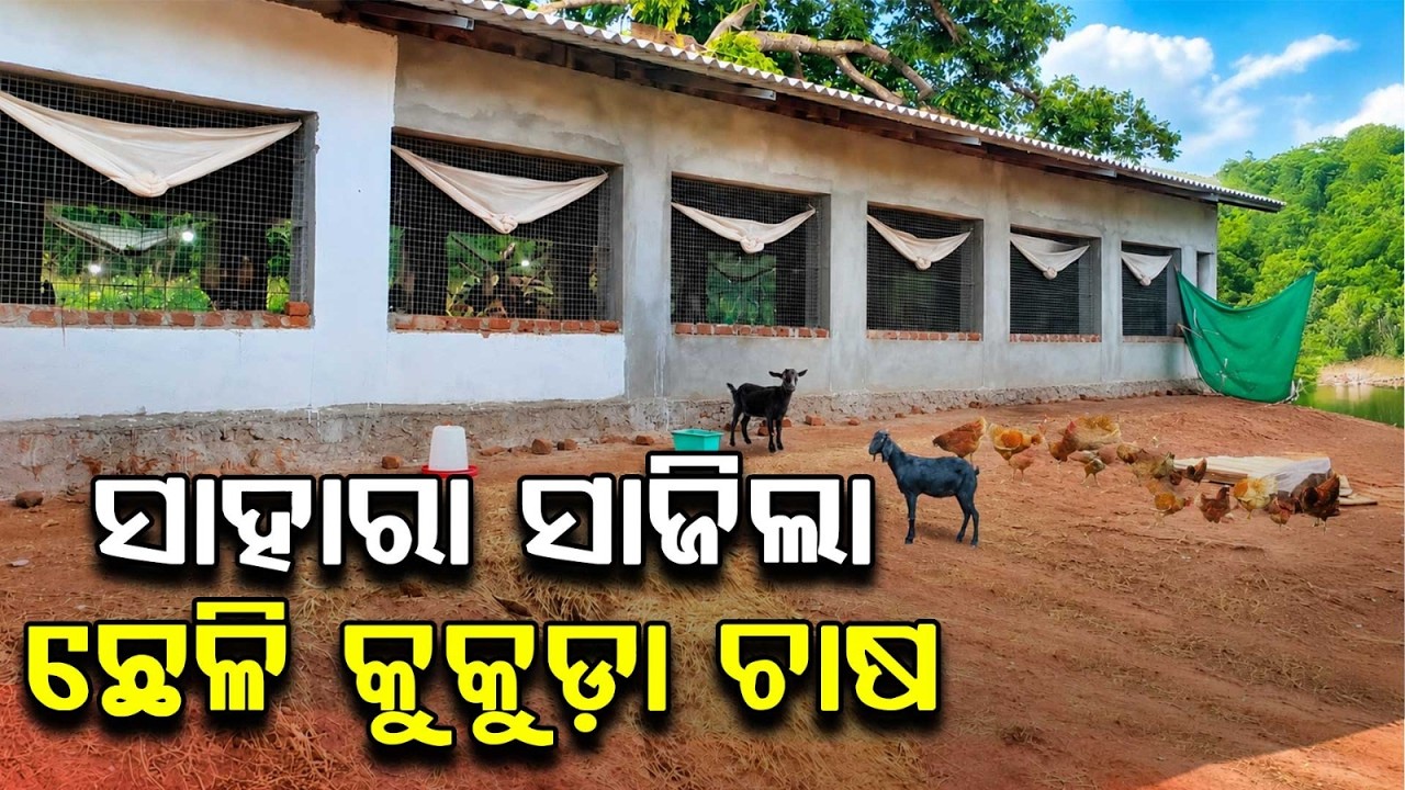 Inspiring Story: Tribal Farmer Earns Lakhs Through Poultry & Goat Farming In Kandhamal | Argus News