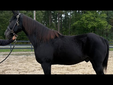 Black qh riding