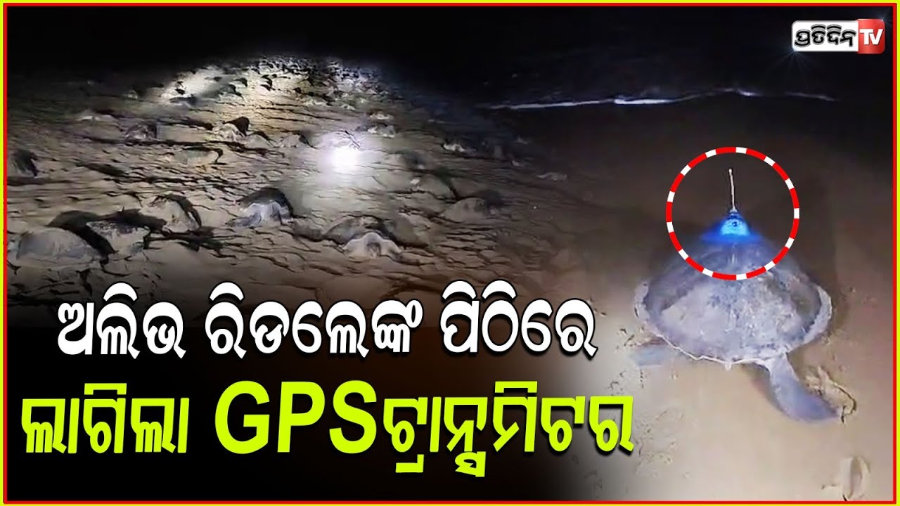 ପିଠିରେ ଲାଗିଲା GPSଟ୍ରାନ୍ସମିଟର ଆରବ ସାଗର ଯିବେ ଅଲିଭରିଡଲେ କଇଁଛ!Olive Ridley Sea Turtle Odisha ,Kendrapara