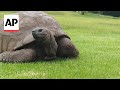 Meet the worlds oldest land animal, a 192-year-old tortoise