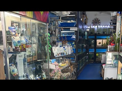 Kangen Fish Aquatics and Pets! Store tour!!! Join this channel to get access to perks_
https_//www.youtube.com/channel/UCv3_3wHio3yMbwAbOp06blw/j