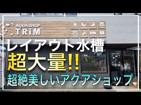 【衝撃映像】レイアウト水槽が超大量‼幅広いジャンルで全てが揃う奇跡のアクアショップトリムさん‼ aquarium アクアリウム テラリウム 熱帯植物 熱帯魚 水草 流木 メダカ パルダリウム