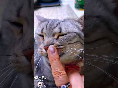 鼻をグリグリ擦りつけたがる猫　#ジェネッタ #マンチカン #短足