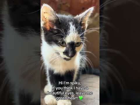 So I can get food for tomnorrow pleaseA #helpmeplease #catrescUe