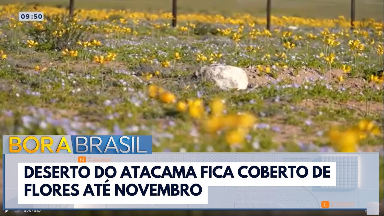 Deserto do Atacama fica coberto de flores até novembro