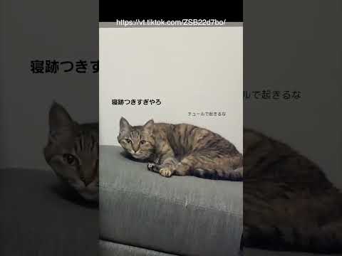 【替え歌】ペットのリアクションで笑ったら負け④#ほーみーず  #あるある  #珍事件  #放送事故  #替え歌