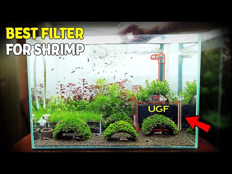 NEW Shrimp Tank Setup for Caridina with UGF Box (W In this video I'm building new tank with under gravel filter box for high-end Caridina. I'll show yo