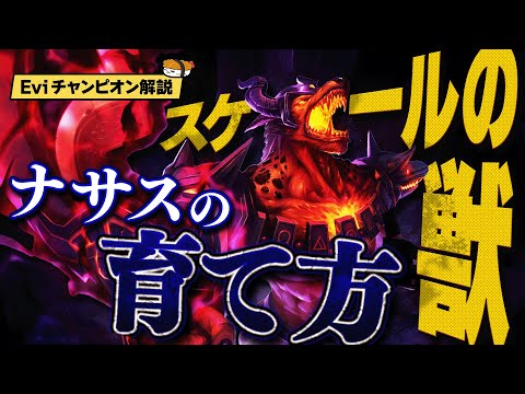 【ナサス vs アンベッサ】ナサスの未来は序盤で決まる！色んなシチュで応用できるスケールの獣"ナサス"の育て方！ 最強のナサス講座 【SHG Evi解説】