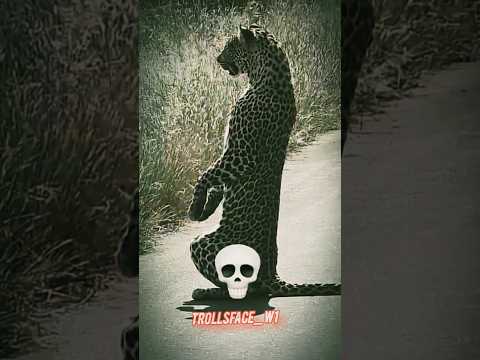 _you are not afraid of animals #shorts #ytshorts #animals #animalshorts #shark #explore