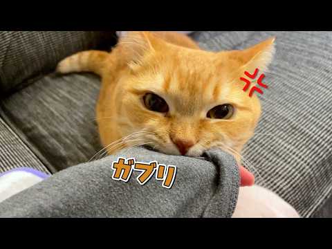 帰りが遅いパパを待ちわびていた愛猫のお出迎えが可愛すぎる!