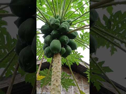 papaya 🌿 || #trending #shorts #fyp #plants #vegetables #yt #fyp #shorts #fyp #plants