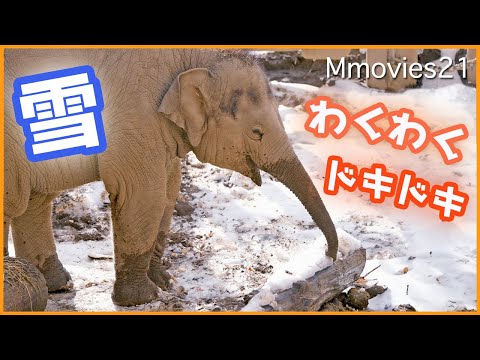 【雪で遊ぶタオ】雪を踏みしめる楽しさに目覚めるアジアゾウ〜Asian Elephants walking through snow