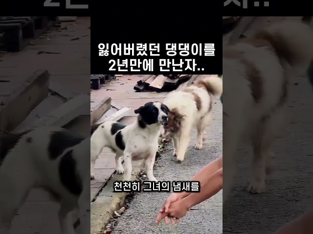 "왜 멈춰?.. 혹시 기억한 거야?" 강아지와 주인의 2년 6개월 만의 재회