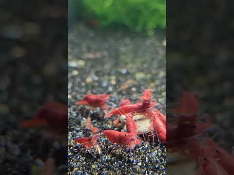 Breeding Cherry Shrimp - Fire Red 