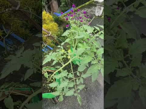 ഇനി വിഷമിക്കണ്ട @babithasanudas #artificialpollination #farmingtips #trendingshorts #dailyvlog