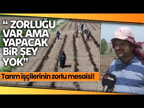 Sıcağa Aldırış Etmeden Hem Oruç Tutup Hem De Tarlada İşlerini Yapıyorlar