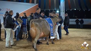 Jersey conquista prêmio de Suprema Campeã das Raças do Agroleite 2024