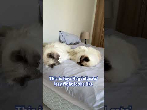 How Ragdoll Cats Fight 😹 #ragdolls #catvideos #catfighting #lazycats