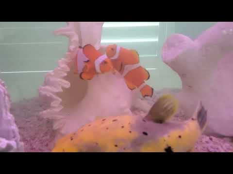 Clownfish Protecting Eggs in Aquarium