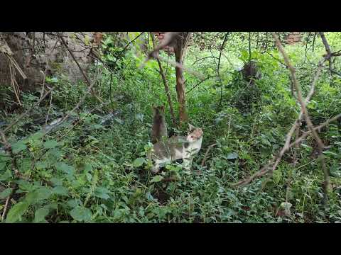 Peaceful morning with Kittens playing |  Ambience  | Nature